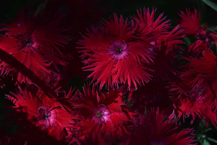 flower dianthus